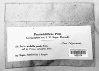 Poria medulla-panis image